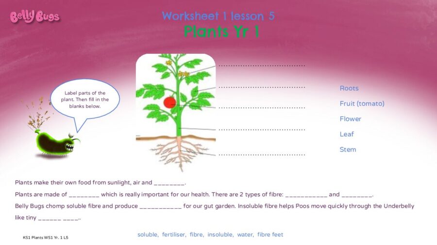 Worksheet 1 Lesson 5 Plants and Foodchains
